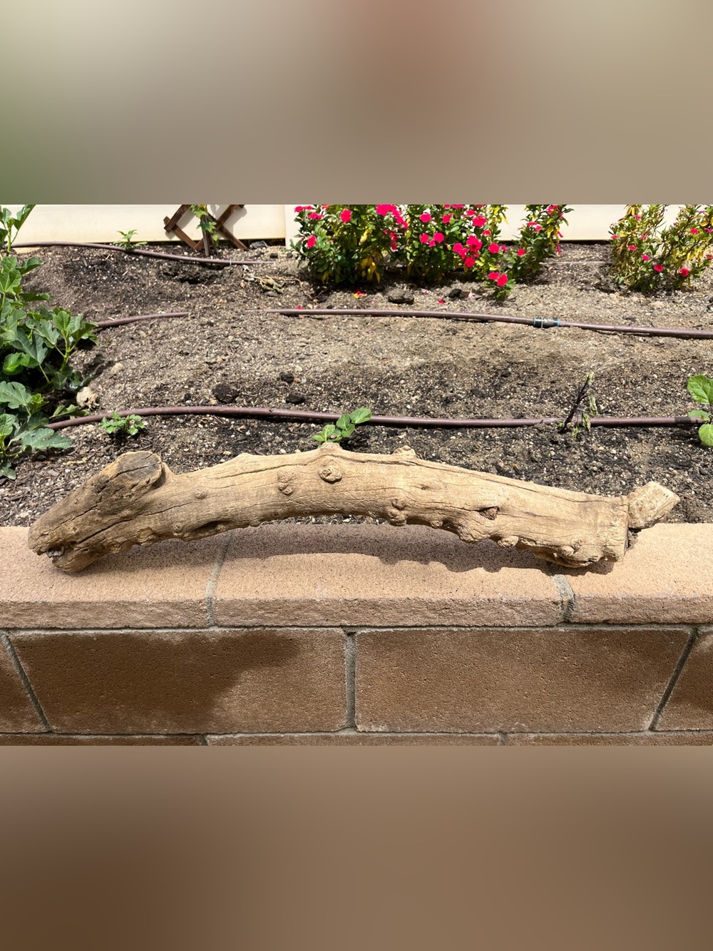 Natural Driftwood Climbing Branch for Reptiles